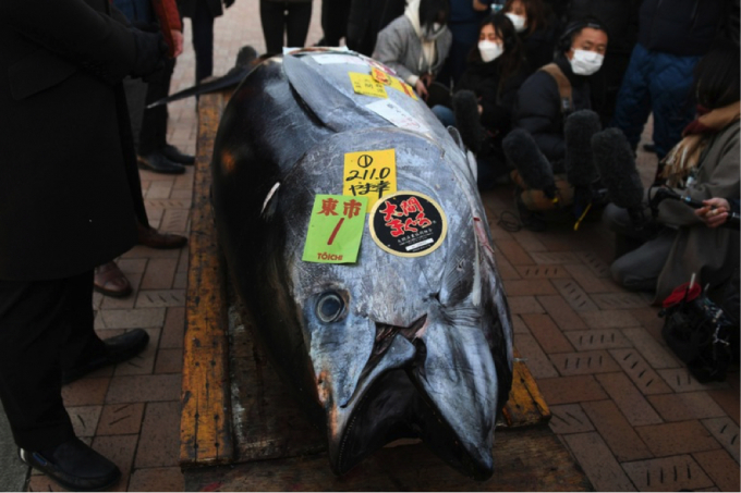 Chi hơn 145.000 USD mua con cá ngừ vây xanh “khủng” ở Nhật Bản