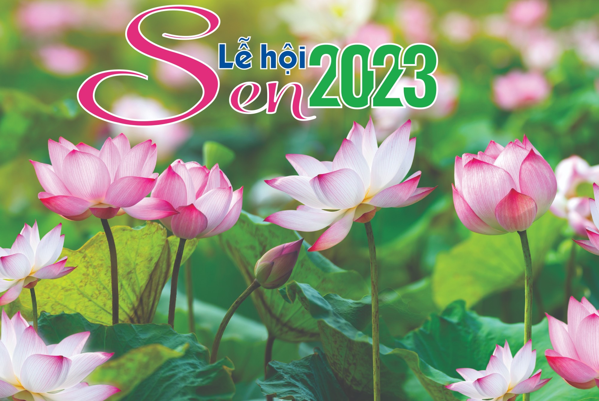 Lễ Hội Sen 2023 - Lotus Ocean Group